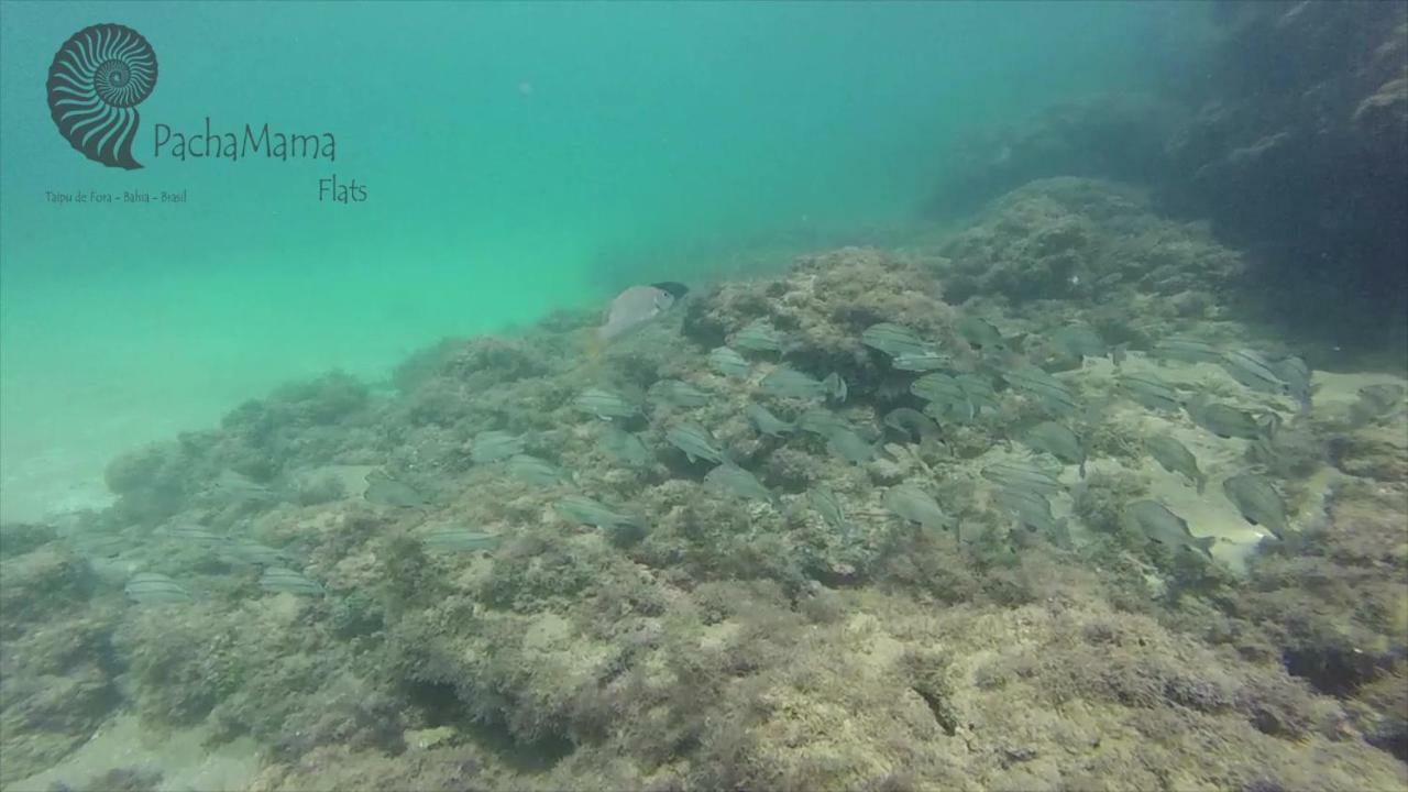 Pachamama Flats - Taipu De Fora Barra Grande (Bahia)